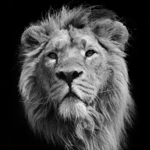 Strata Select | Reach Solutions